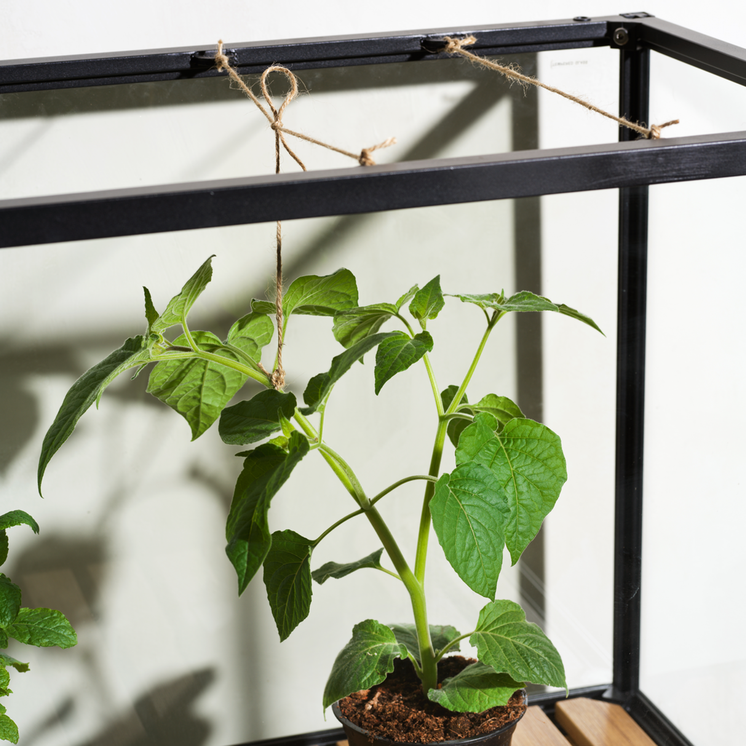 Grower greens_3_1500.png