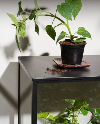 Grower Greens Armoire à plantes Noir