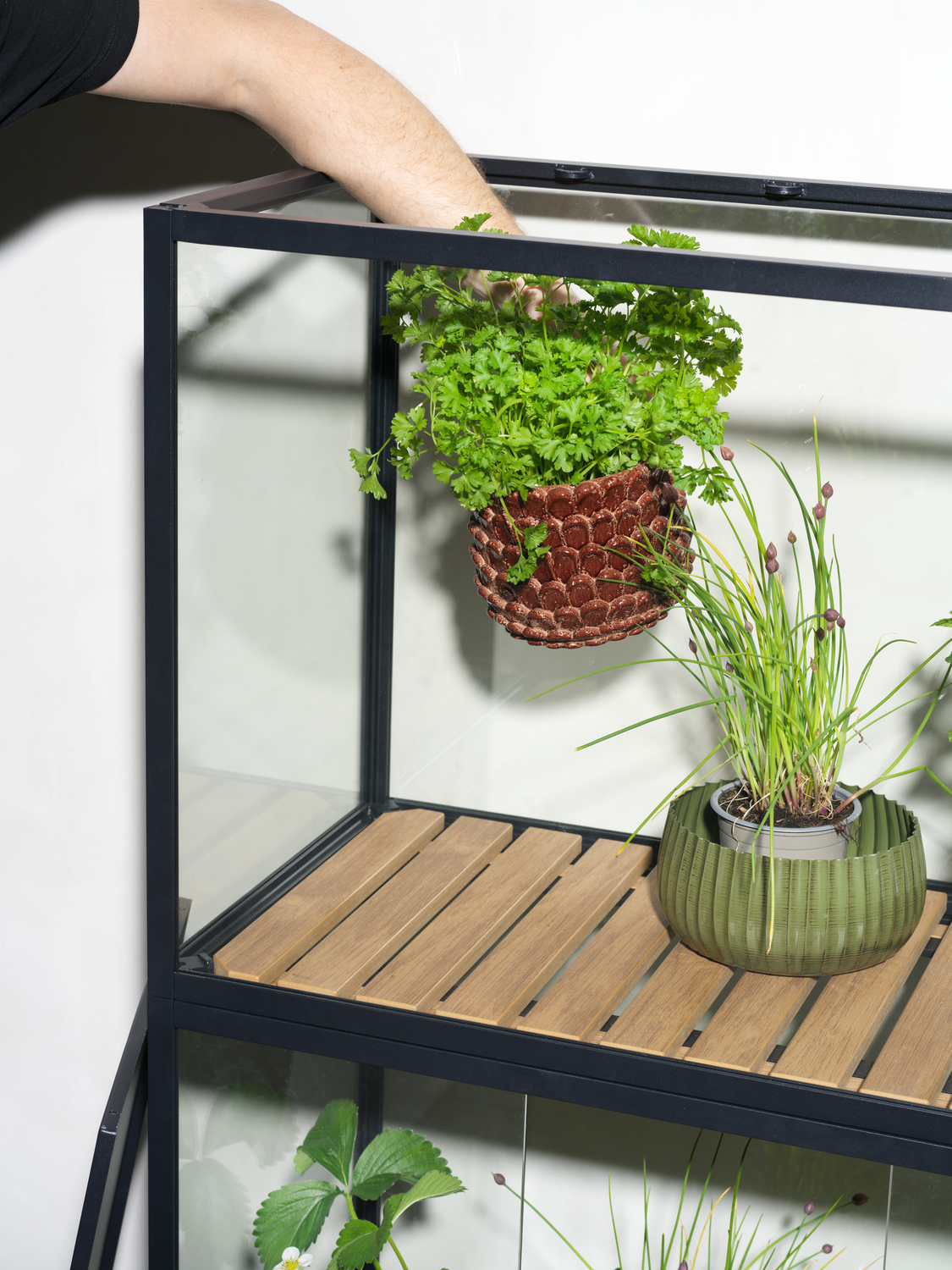 Grower Greens Armoire à plantes Noir