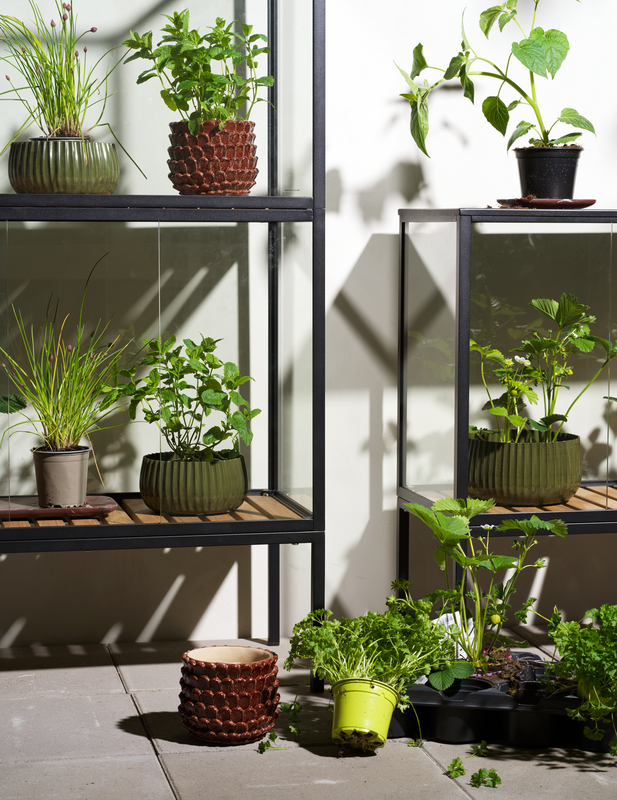 Grower Greens Armoire à plantes Noir