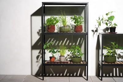 Grower Greens Armoire à plantes Noir